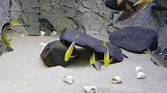 Cyprichromis leptosoma yellow head... - Tom's aquatic channel