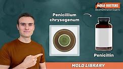 🦠 Penicillium chrysogenum - 📚Mold Library - Mold Busters