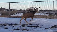 Large Buck Contemplating Jumping The Fence