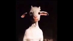 Standing goat meme