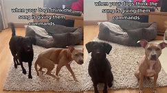 'They turned around IN SYNC!' - Adorable dogs take song lyrics as instructions