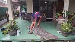 440 Pound Pet Crocodile Is Just Part of the Family