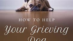 How to Help a Dog That Is Grieving the Loss of Another Dog