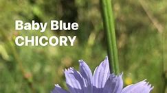 CHICORY wild in New Zealand (Cichorium intybus) #gardening #survival #Kai #newzealand | Prepper Kiwi