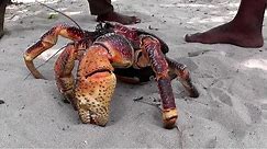 Giant Coconut Crab – the largest land crab in the world
