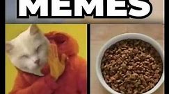 Memes About Your Cat