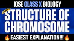 Understanding Chromosome Structure Part 1 | Easiest Explanation | ICSE CLASS X BIOLOGY 🔥