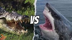 Saltwater Crocodile vs Great White Shark: Which ONE will Win in a Fight?