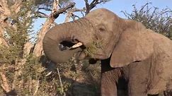 Sound of the African Bushveld, Elephants - AFRICAN WILDLIFE