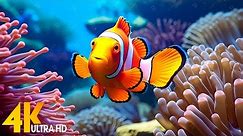 Aquarium 4K VIDEO (ULTRA HD) - Beautiful Coral Reef Fish - Relaxing Sleep Meditation Music #64