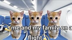 MY FAMILY AND I ON A FLIGHT (cats memes)