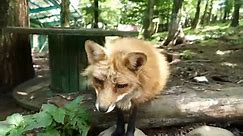 Japan's Fox Village (Extra videos)