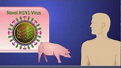 Antigenic Shift and the H1N1 Influenza A Virus