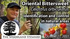 Oriental Bittersweet (Celastrus orbiculatus) – Identification and Control in Natural Areas