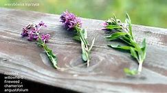 Wierzbówka kiprzyca ,krwawnica pospolita i wierzbownica drobnokwiatowa. Fireweed,purple loosestrife