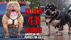 EXTREME AMERICAN BULLY PUPPIES FOR SALE FROM THE WORLD FAMOUS KILLINOIS KENNELS !!!!!!!!!!!!
