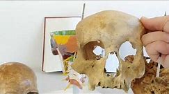 Anatomia w pigułce. Kości szkieletu osiowego. Cz. 1 - czaszka.