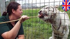 Tiger mauls zookeeper to death at zoo in England