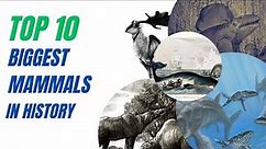 Top 10 Biggest Mammals in History