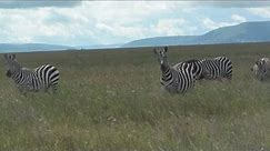 Plains Zebras - Serengeti Africa