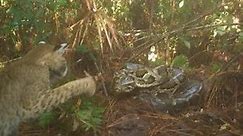 Burmese Python Invasion: Fighting Invasive Species