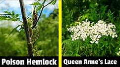 Poison Hemlock vs. Queen Anne's Lace (Wild Carrot): 3 Differences to Identify