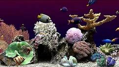 Fish Tank Screensaver Aquarium | Relaxing Water Sleep Sounds and Focus | 7 Hours