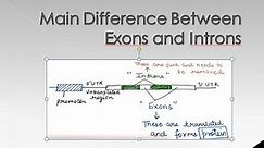 Difference Between Introns and Exons | For B.Sc. and M.Sc. | ALL ABOUT BIOLOGY