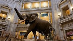 How Taxidermists Prepared this Enormous Elephant