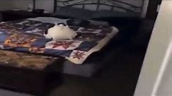 fat cat on bed meme