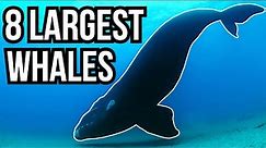 8 Of The Largest Whales In The World