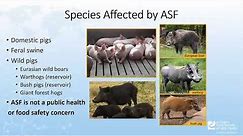 Phases and Types of an African Swine Fever Outbreak in the US