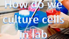 Cell culture techniques 1 - How do we culture cells in the lab