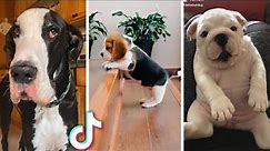 Ultimate Funny Dogs Compilation! 🐕 Most Viral DOGS on the internet! 🥰