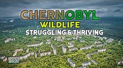 Chernobyl Wildlife - Struggling and Thriving - REWILDING
