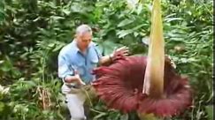 The Biggest Flower in the World | Titan Arum | David Attenborough | BBC Studios