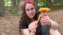Omphalotus illudens, the poisonous Jack o' Lantern mushroom: ID tips for a Halloween mushroom
