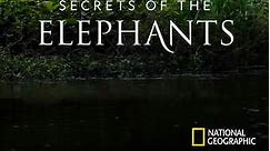 Secrets of the Elephants: Season 1 Episode 4 Asia