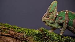 Veiled Chameleon Chamaeleo Calyptratus Catching Food with Tongue in Super Slow Motion
