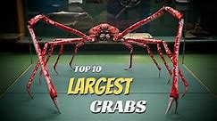 Top 10 Largest Crabs In The World