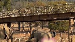 Encountering an African elephant happily playing staccato music#Elephant #Breeder #cute #cure