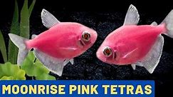 The Pinkest Tetra: The Glofish Moonrise Pink Tetra (Gymnocorymbus ternetzi)