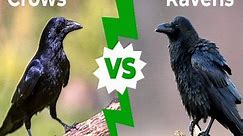 Raven vs Crow: What Makes Them Different? (Explained) - BirdingHub