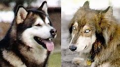 Alaskan Malamute vs Wolf Dog Hybrid