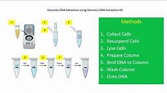 Activity 3. Genomic DNA Extraction using DNA Extraction Kit (Solid-Phase Extraction Method)