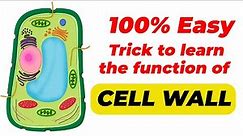 Functions of CELL WALL | Trick to REMEMBER Cell Wall Functions | Cell Wall Biology