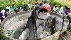 This is How Biggest Shark in The World Was Caught