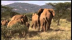 Mating in Elephants Part 2