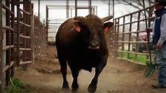 An unbelievable story of one of the rankest bulls, Ricky Vaughn.