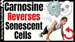 Carnosine Reverses Senescent Cells & Increases Muscle Strength